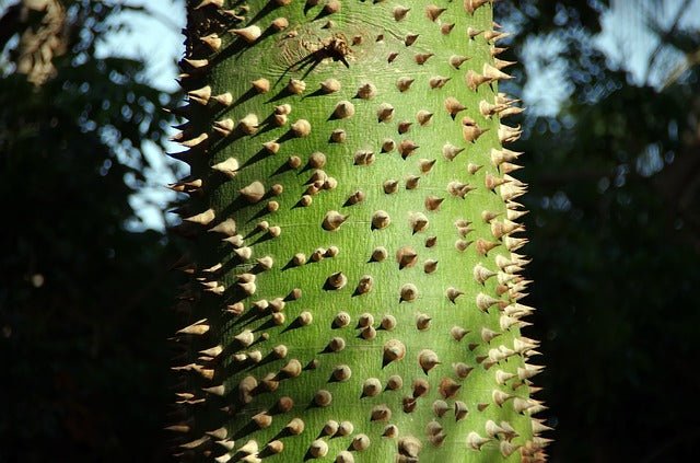 Palo borracho blanco - Ceiba insignis - El Nou Garden