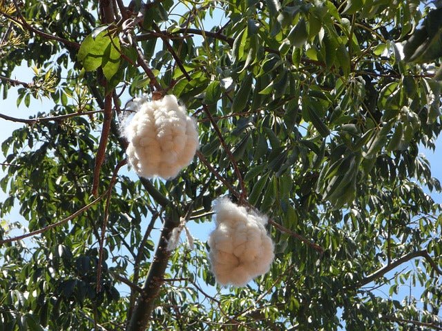 Palo borracho blanco - Ceiba insignis - El Nou Garden