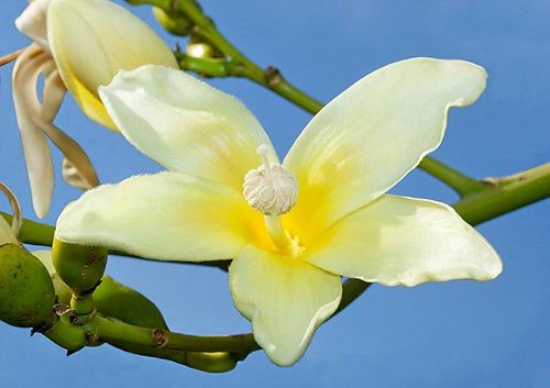 Palo borracho blanco - Ceiba insignis - El Nou Garden
