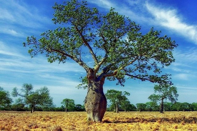 Palo borracho blanco - Ceiba insignis - El Nou Garden
