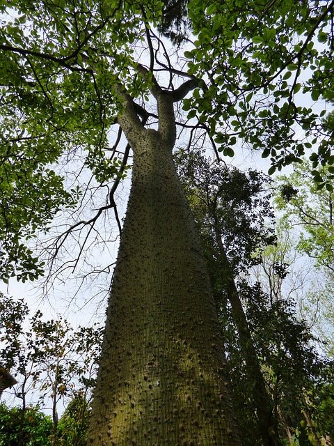 Palo borracho blanco - Ceiba insignis - El Nou Garden